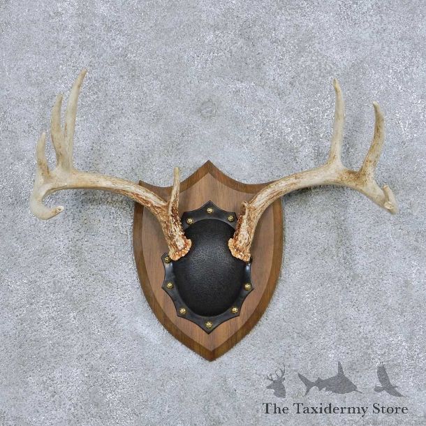 Whitetail Deer Antler Plaque Taxidermy Mount #13847 For Sale @ The Taxidermy Store