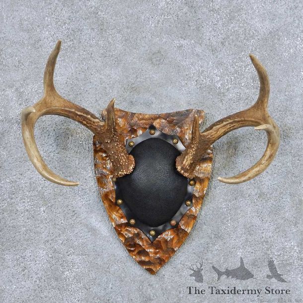 Whitetail Deer Antler Plaque Taxidermy Mount #13848 For Sale @ The Taxidermy Store