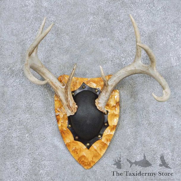 Whitetail Deer Antler Plaque Taxidermy Mount #13849 For Sale @ The Taxidermy Store