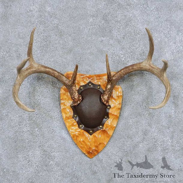 Whitetail Deer Antler Plaque Taxidermy Mount #13851 For Sale @ The Taxidermy Store