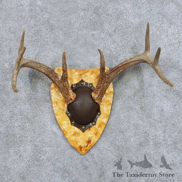 Whitetail Deer Antler Plaque Taxidermy Mount #13852 For Sale @ The Taxidermy Store
