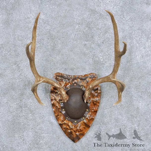 Whitetail Deer Antler Plaque Taxidermy Mount #13853 For Sale @ The Taxidermy Store