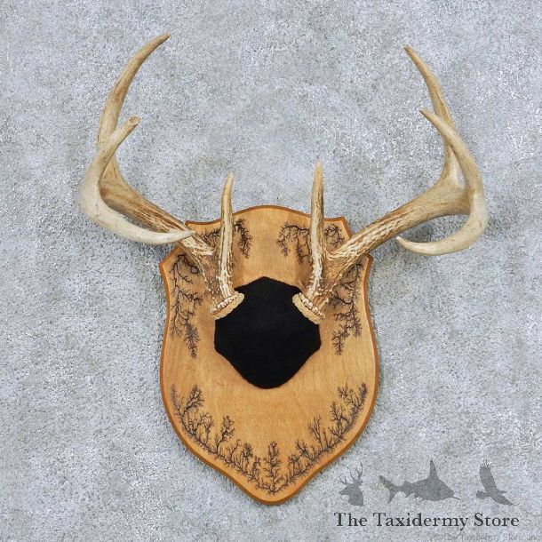 Whitetail Deer Antler Plaque Taxidermy Mount #13854 For Sale @ The Taxidermy Store