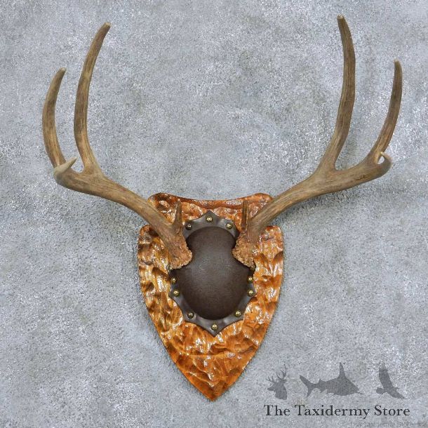 Whitetail Deer Antler Plaque Taxidermy Mount #13855 For Sale @ The Taxidermy Store