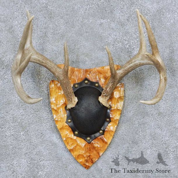 Whitetail Deer Antler Plaque Taxidermy Mount #13856 For Sale @ The Taxidermy Store