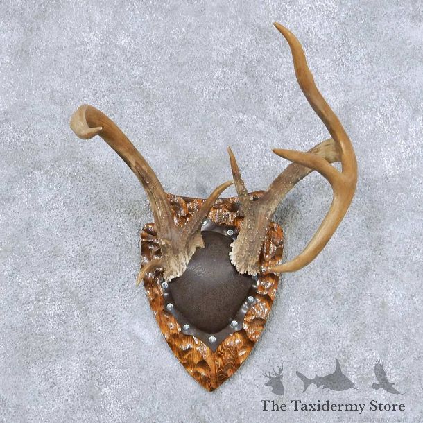 Whitetail Deer Antler Plaque Taxidermy Mount #13859 For Sale @ The Taxidermy Store