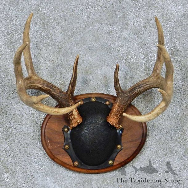 Whitetail Deer Antler Plaque Taxidermy Mount #13860 For Sale @ The Taxidermy Store