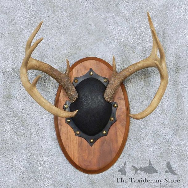 Whitetail Antler Plaque Mount For Sale #13884 For Sale @ The Taxidermy Store