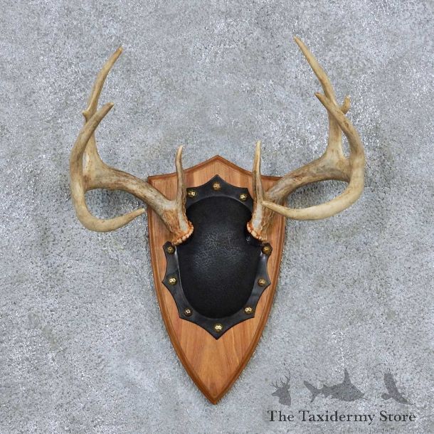 Whitetail Antler Plaque Mount For Sale #13885 For Sale @ The Taxidermy Store