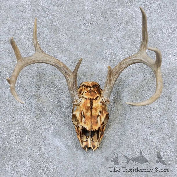 Whitetail Skull Antler European Mount For Sale #13887 For Sale @ The Taxidermy Store