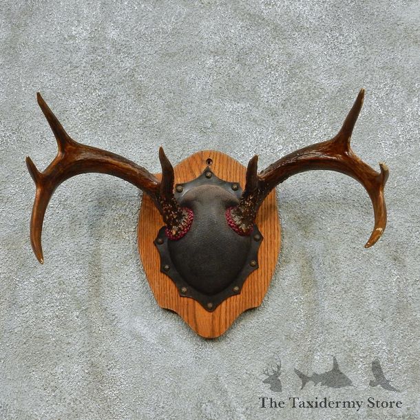 Whitetail Deer Antlers Plaque Taxidermy Mount #13111 For Sale @ The Taxidermy Store