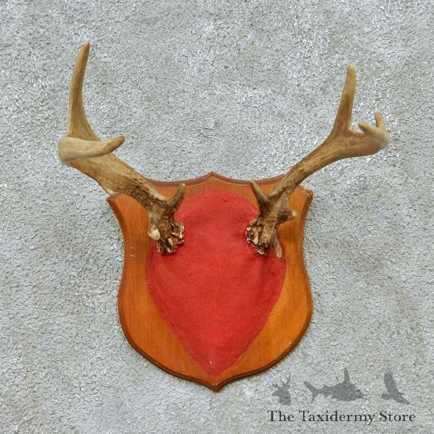 Whitetail Deer Antlers Plaque Taxidermy Mount #13112 For Sale @ The Taxidermy Store