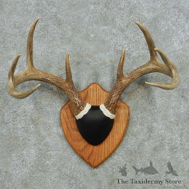 Whitetail Deer Antler Plaque Mount #13594 For Sale @ The Taxidermy Store