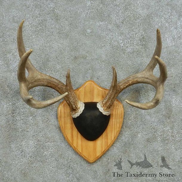 Whitetail Deer Antler Plaque Mount #13595 For Sale @ The Taxidermy Store