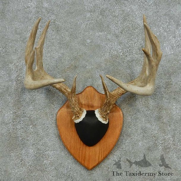 Whitetail Deer Antler Plaque Mount #13596 For Sale @ The Taxidermy Store