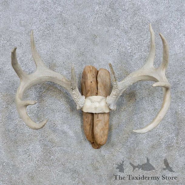Whitetail Antler Mount For Sale #13940 For Sale @ The Taxidermy Store