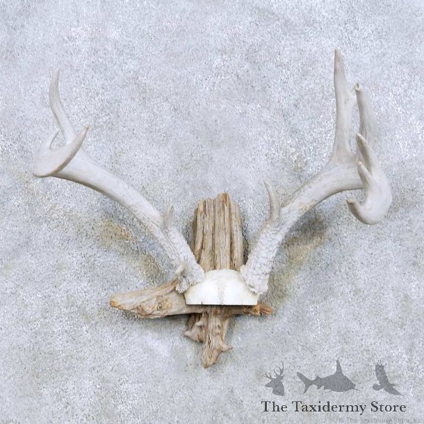 Whitetail Deer Antler Taxidermy Mount For Sale #13941 For Sale @ The Taxidermy Store