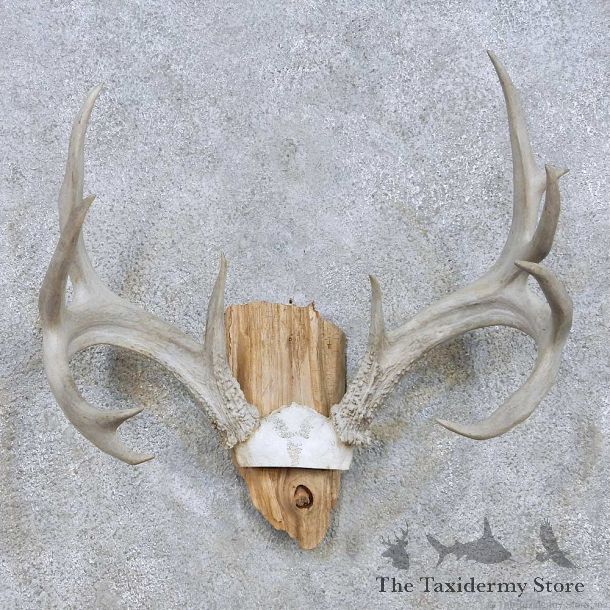 Whitetail Deer Skull Antler Taxidermy Mount For Sale #13942 For Sale @ The Taxidermy Store