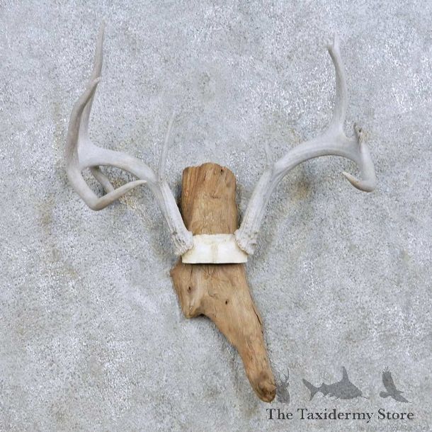 Whitetail Deer Antler Taxidermy Mount For Sale #13943 For Sale @ The Taxidermy Store