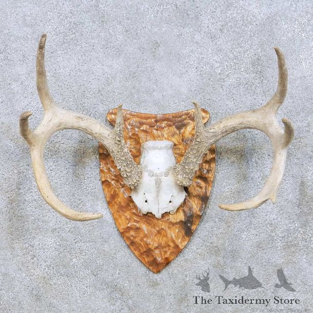 Whitetail Deer Antler Taxidermy Mount For Sale #13944 For Sale @ The Taxidermy Store