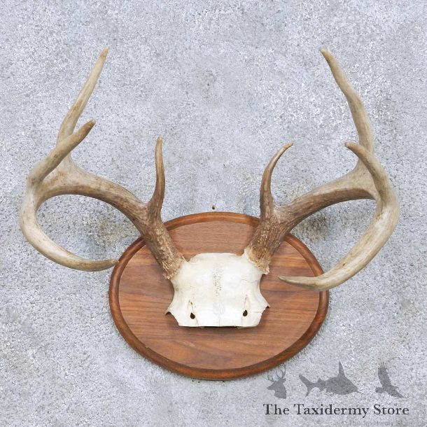 Whitetail Deer Antler Taxidermy Mount For Sale #13945 For Sale @ The Taxidermy Store