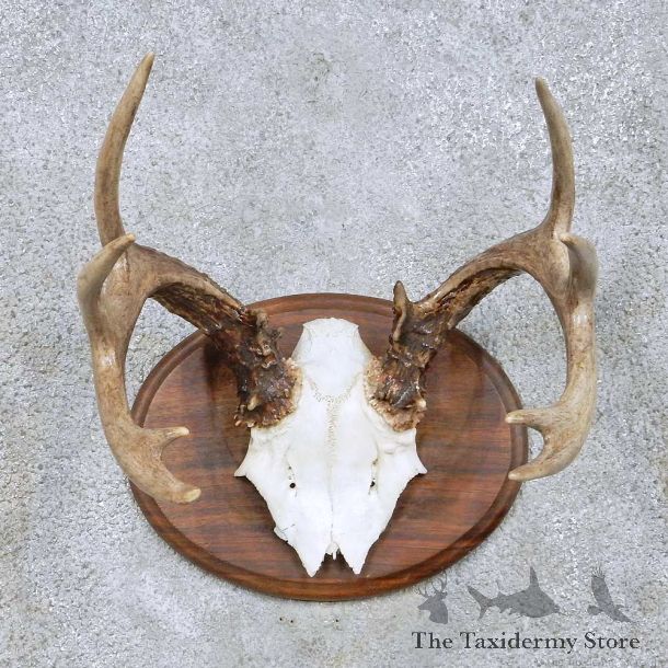 Whitetail Deer Antler Taxidermy Mount For Sale #13946 For Sale @ The Taxidermy Store