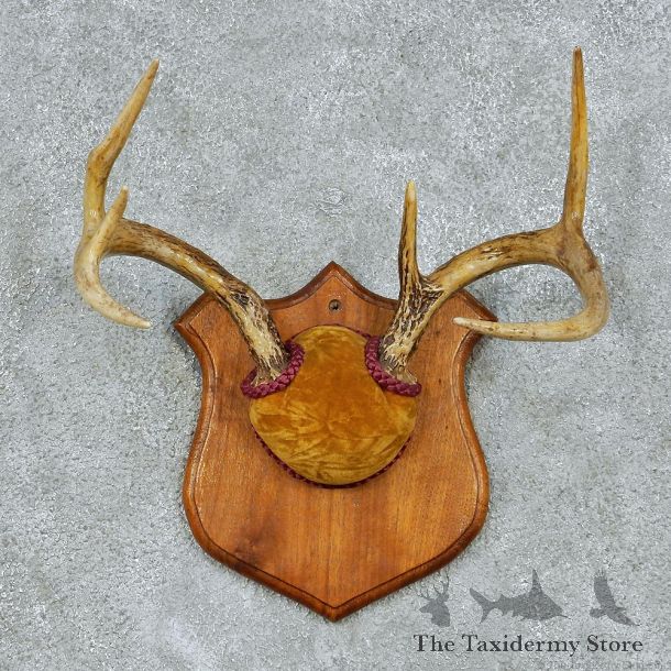 Whitetail Deer Antlers Plaque Taxidermy Mount #13104 For Sale @ The Taxidermy Store