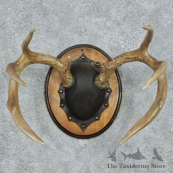 Whitetail Deer Antlers Plaque Taxidermy Mount #13105 For Sale @ The Taxidermy Store