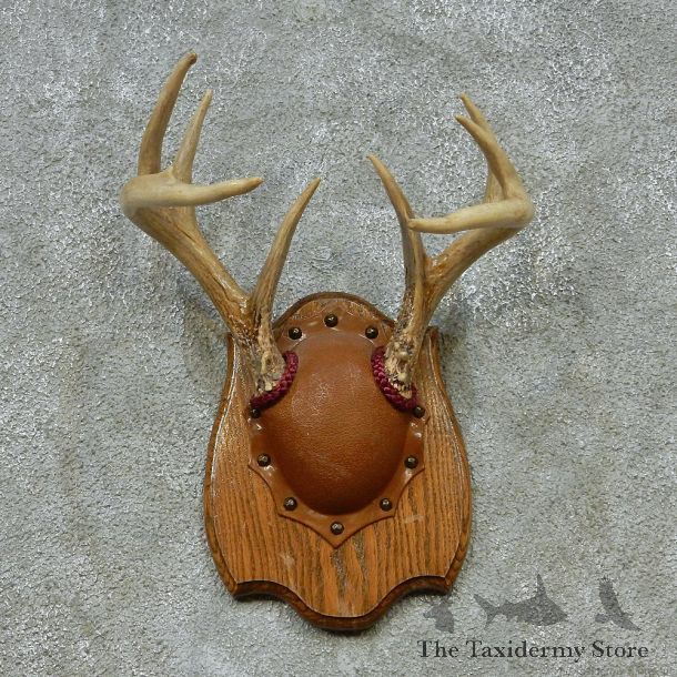 Whitetail Deer Antlers Plaque Taxidermy Mount #13106 For Sale @ The Taxidermy Store