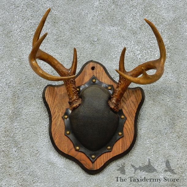Whitetail Deer Antlers Plaque Taxidermy Mount #13107 For Sale @ The Taxidermy Store
