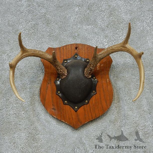 Whitetail Deer Antlers Plaque Taxidermy Mount #13108 For Sale @ The Taxidermy Store