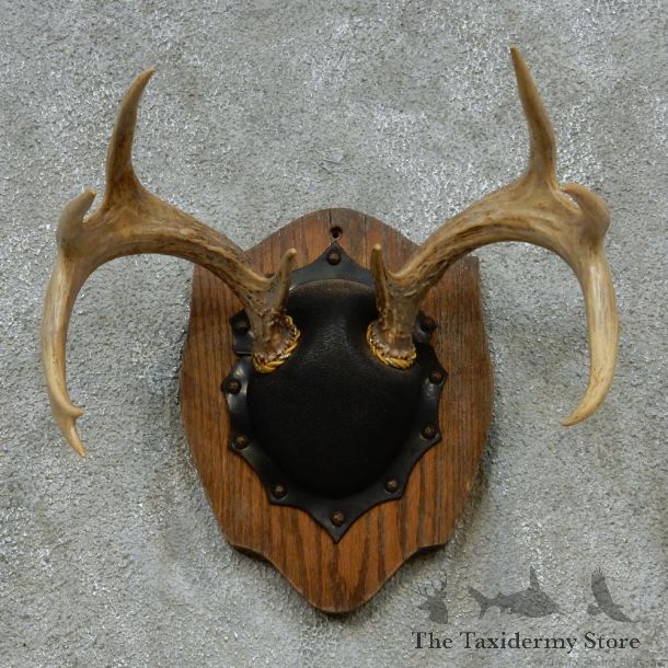 Whitetail Deer Antlers Plaque Taxidermy Mount #13110 For Sale @ The Taxidermy Store
