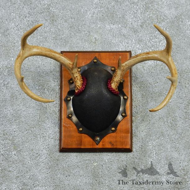 Whitetail Deer Antlers Plaque Taxidermy Mount #12975 For Sale @ The Taxidermy Store