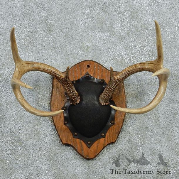 Whitetail Deer Antlers Plaque Taxidermy Mount #12978 For Sale @ The Taxidermy Store