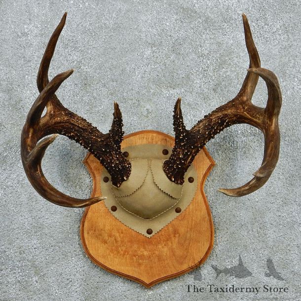 Whitetail Deer Antlers Plaque Taxidermy Mount #12980 For Sale @ The Taxidermy Store