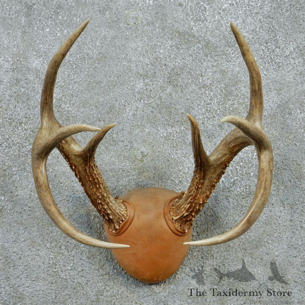 Whitetail Deer Antlers Taxidermy Mount #12981 For Sale @ The Taxidermy Store