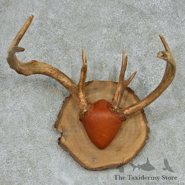 Whitetail Deer Antlers Plaque Mount #13140 For Sale @ The Taxidermy Store