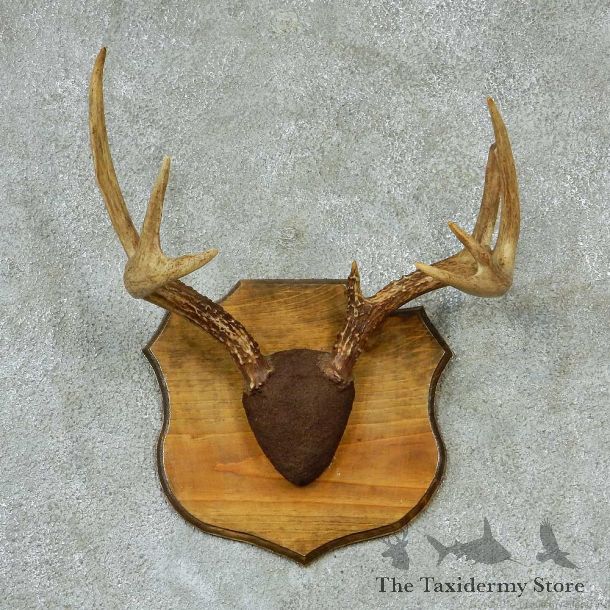 Whitetail Deer Antlers Plaque Taxidermy Mount #13269 For Sale @ The Taxidermy Store