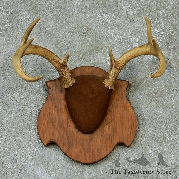 Whitetail Deer Antlers Plaque Taxidermy Mount #13270 For Sale @ The Taxidermy Store