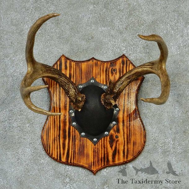 Whitetail Deer Antlers Plaque Taxidermy Mount #13271 For Sale @ The Taxidermy Store