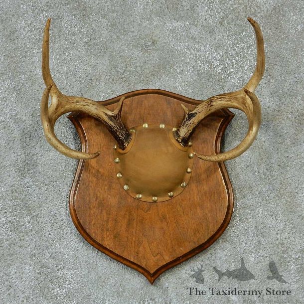 Whitetail Deer Antlers Plaque Taxidermy Mount #13272 For Sale @ The Taxidermy Store