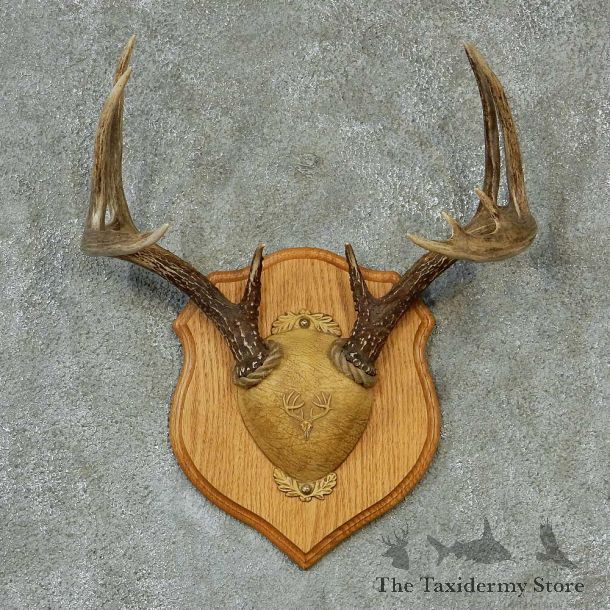 Whitetail Deer Antlers Plaque Taxidermy Mount #13273 For Sale @ The Taxidermy Store