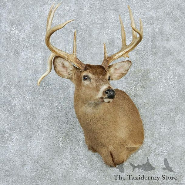 Whitetail Buck Taxidermy Head Mount #12861 For Sale @ The Taxidermy Store