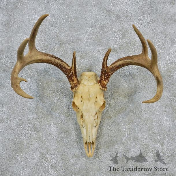 Whitetail Deer European Antler Skull Taxidermy Mount #12619 For Sale @ The Taxidermy Store