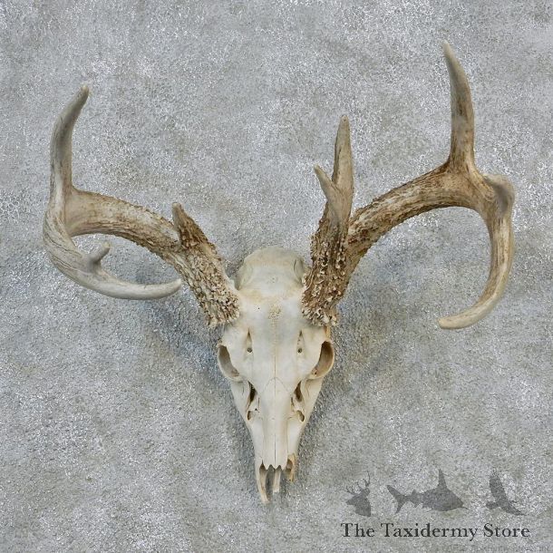 Whitetail Deer European Antler Skull Taxidermy Mount #12620 For Sale @ The Taxidermy Store