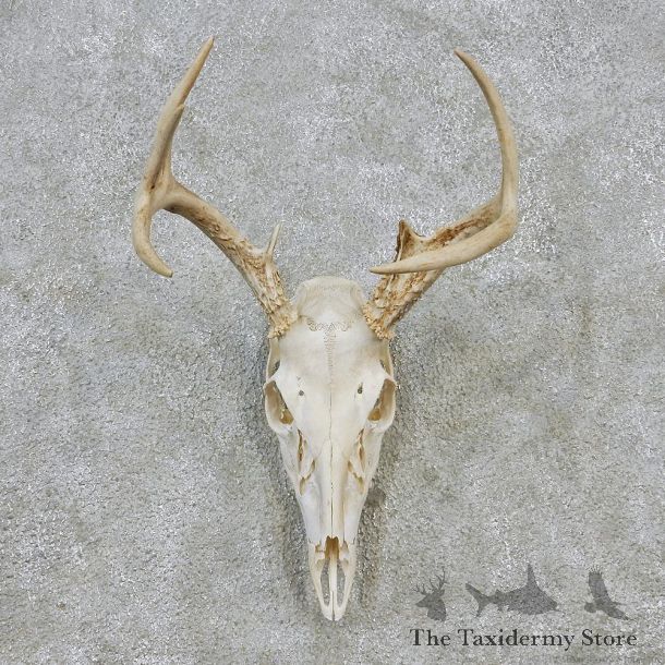 Whitetail Deer European Antler Skull Taxidermy Mount #12623 For Sale @ The Taxidermy Store