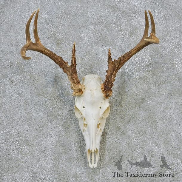 Whitetail Deer European Antler Skull Taxidermy Mount #12625 For Sale @ The Taxidermy Store