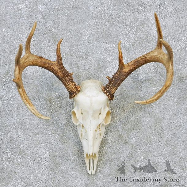 Whitetail Deer European Antler Skull Taxidermy Mount #12626 For Sale @ The Taxidermy Store