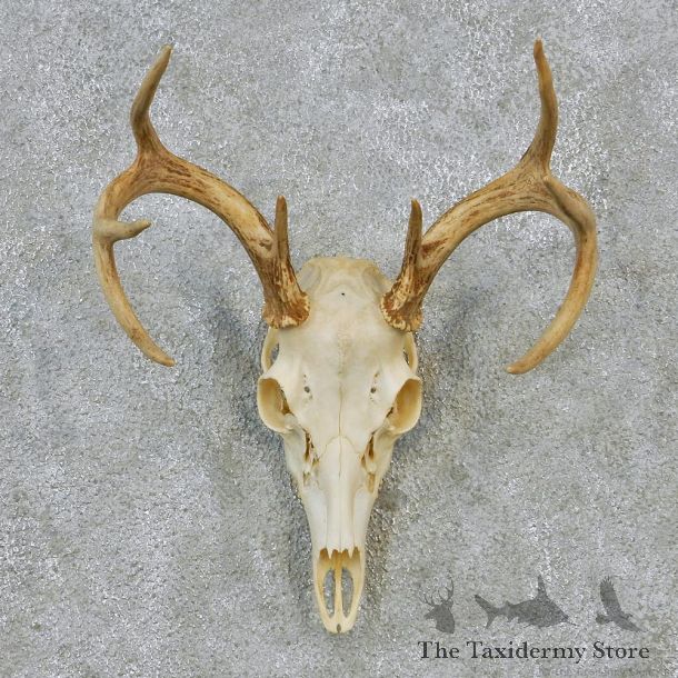 Whitetail Deer European Antler Skull Taxidermy Mount #12627 For Sale @ The Taxidermy Store