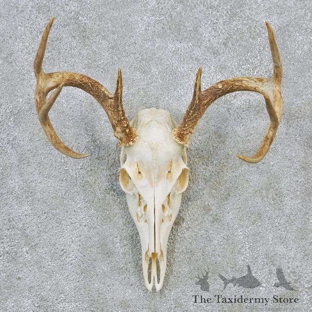 Whitetail Deer European Antler Skull Taxidermy Mount #12628 For Sale @ The Taxidermy Store